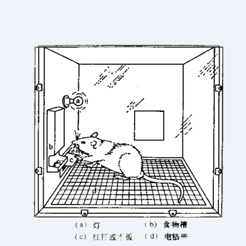 条件作用与奖励